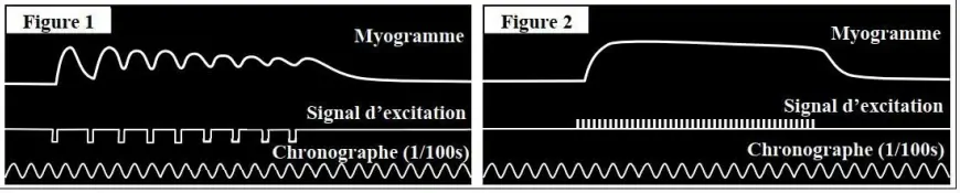 Rôle du muscle squelettique strié dans la conversion de l’énergie